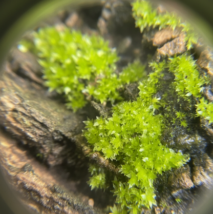 The Adventure Lens
